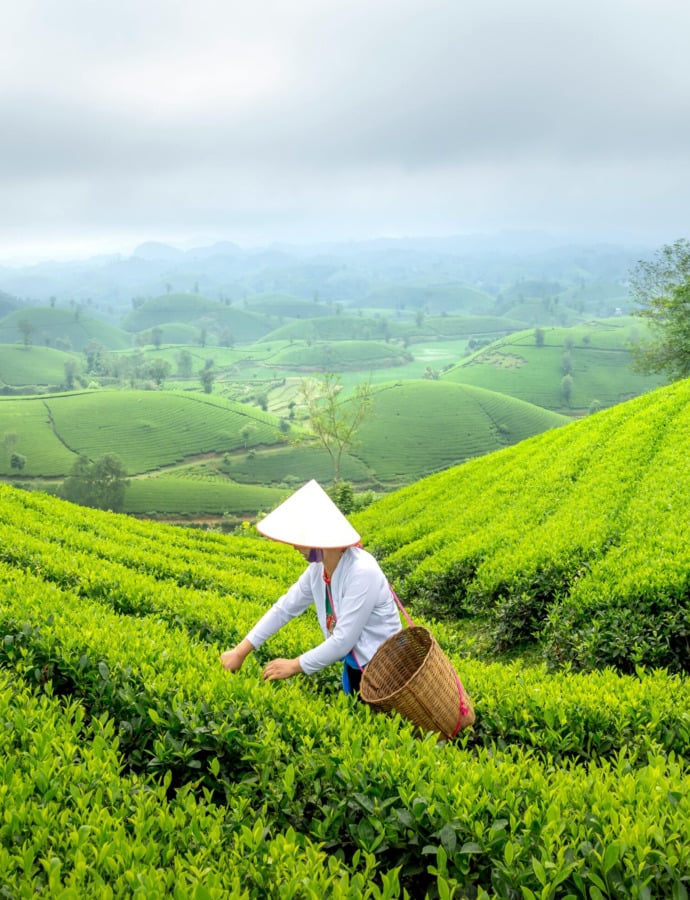 How to Make a Sustainable Tea Routine