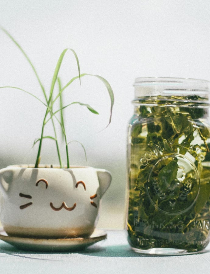 The Truth About the Best Teas for Hydration
